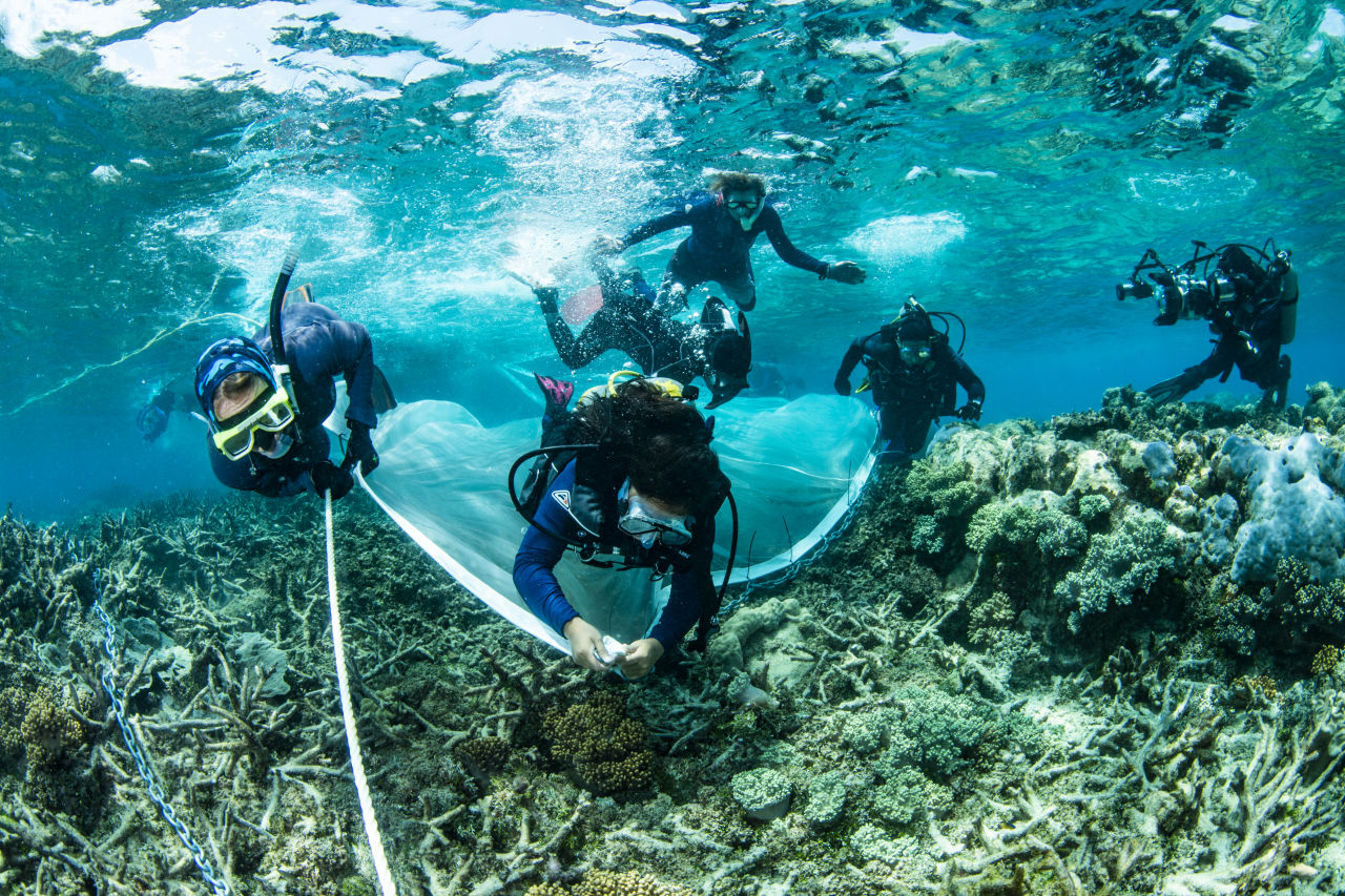 Researchers deploy coral babies onto damaged reefs.