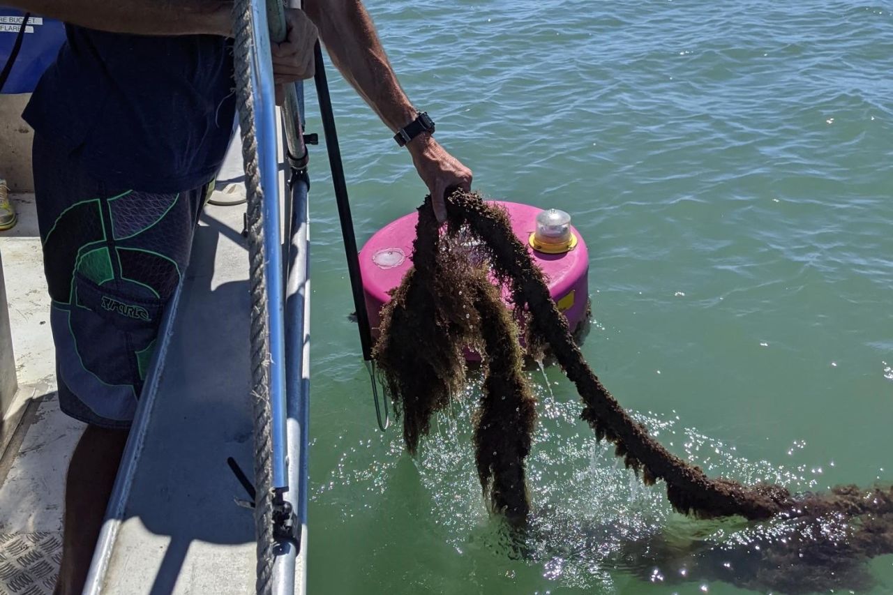 Sargassum is one of the seaweed species found to absorb high levels of nutrients. Credit: Australian Seaweed Institute