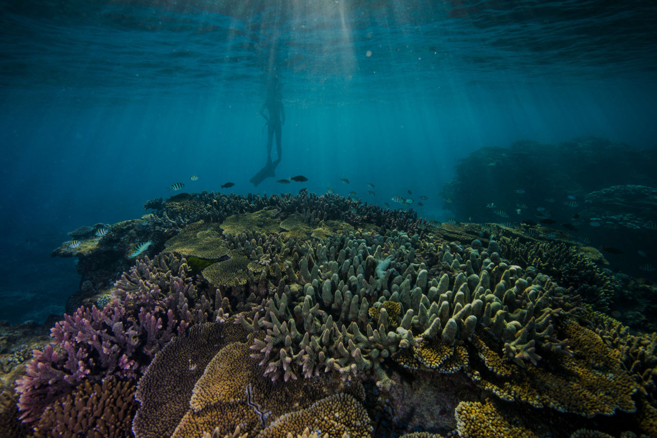 📷 Gary Cranitch - Great Barrier Reef Diver