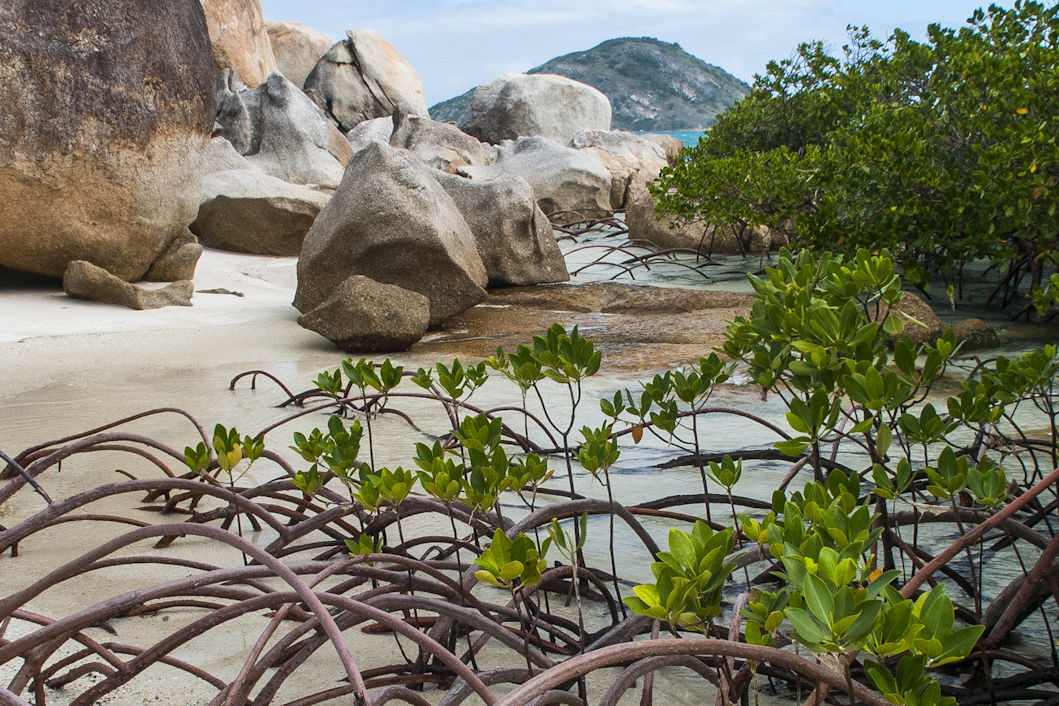 Mangroves are key blue carbon sites. Credit: Gary Cranitch