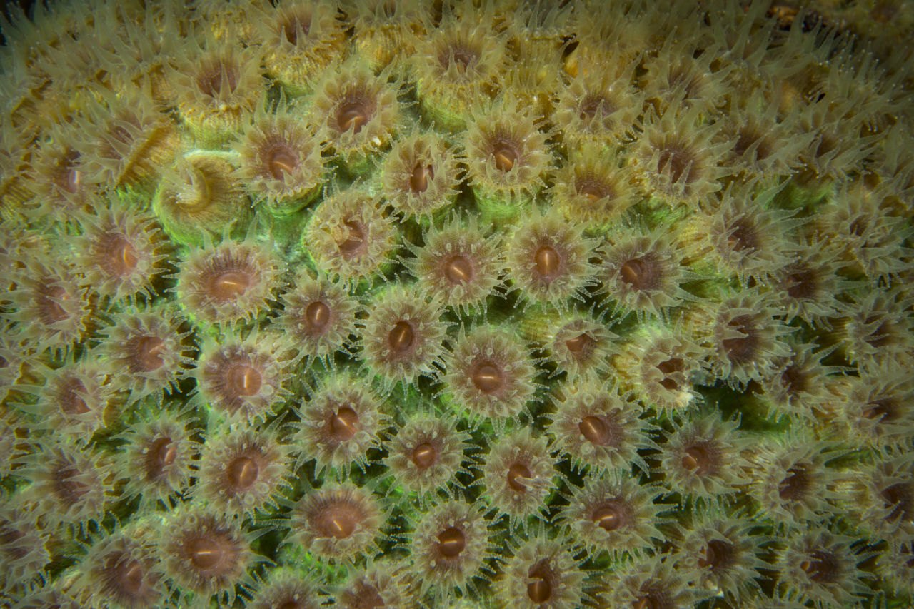 Every coral contains a community of thousands of types of microbes. Credit: Ellen Cuylaerts, Ocean Image Bank