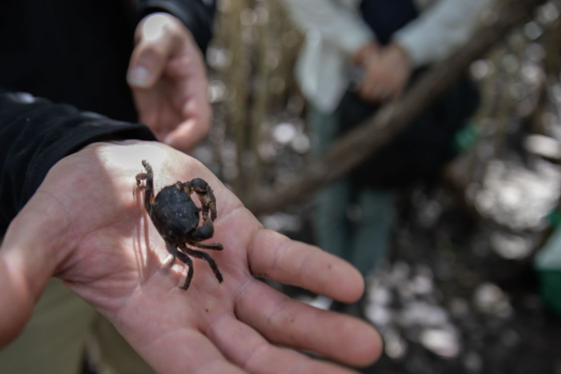 Participants monitored mangrove crabs. Credit: Ben and Di