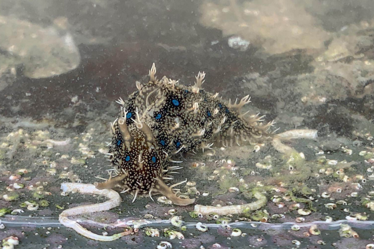 Blue-spotted sea may have a beneficial relationship with the seagrass. Credit: Nicole Rosser.