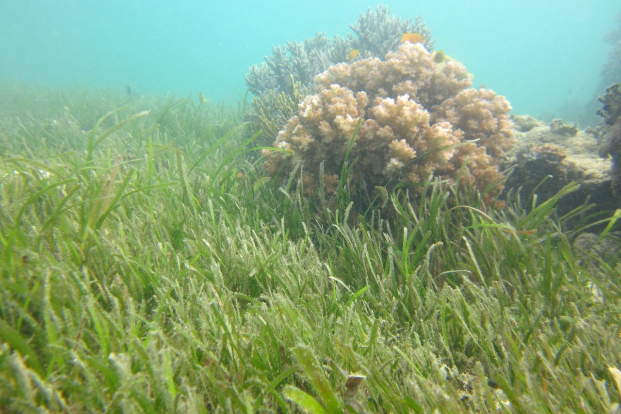 What is seagrass? - Great Barrier Reef Foundation