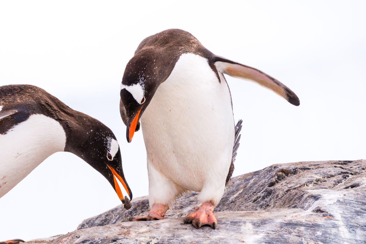 The male penguin offers his future betrothed a pebble and, if she says yes, they build a pebble nest together.