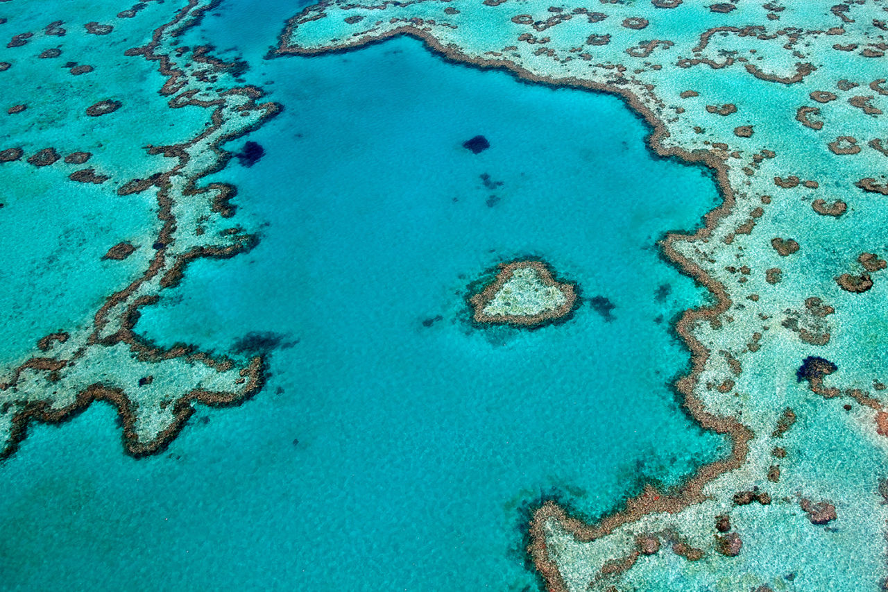 Our Great Barrier Reef is one of the most complex ecosystems on the planet. 