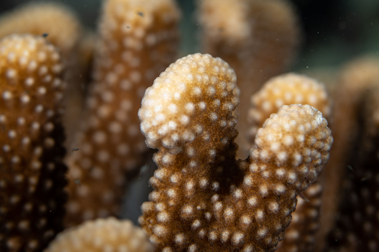 Polyps replicate itself by dividing into genetically identical clones.