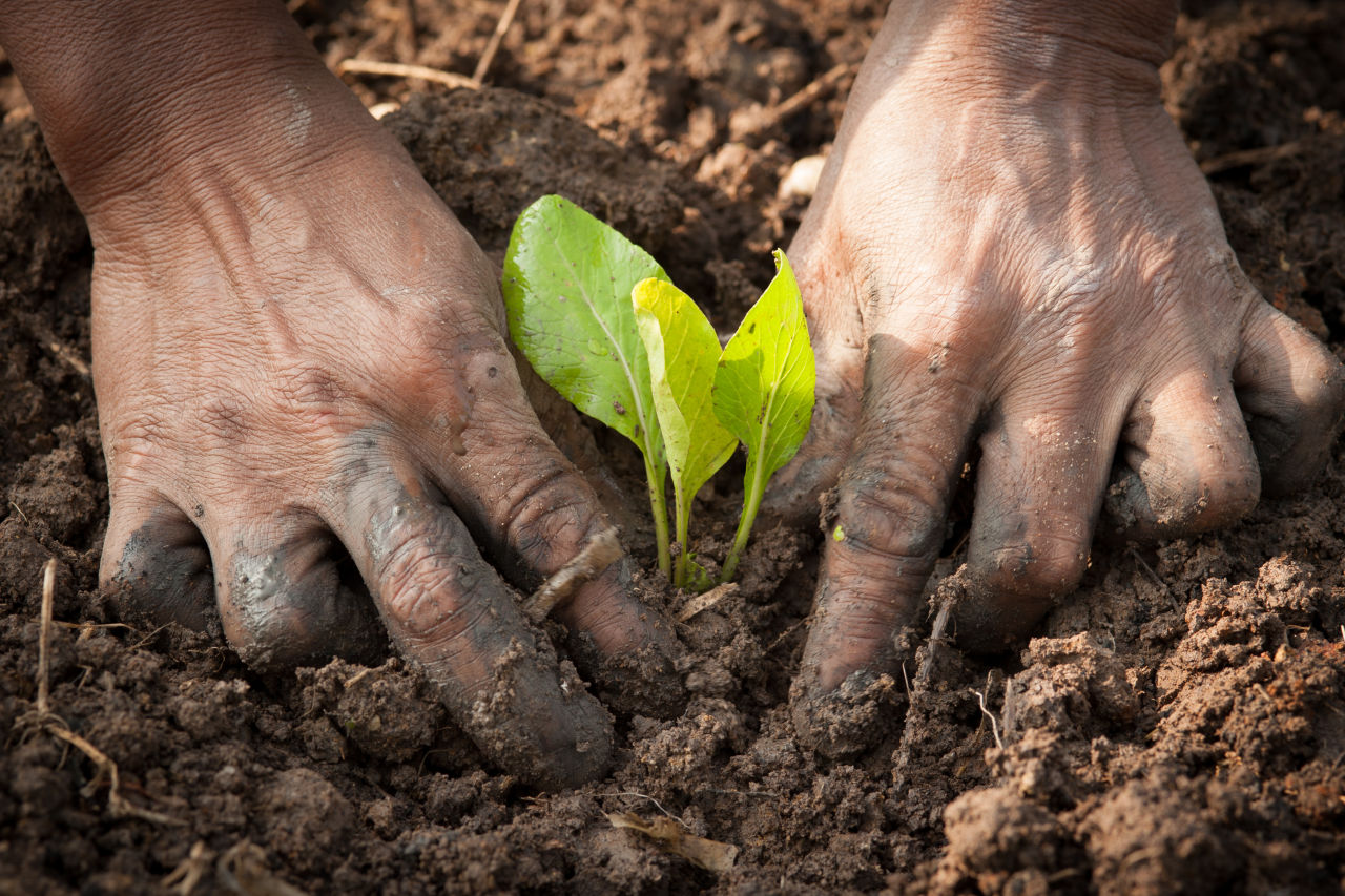 Close up shot of Traditional Owner's hands planting a seedling in the ground.