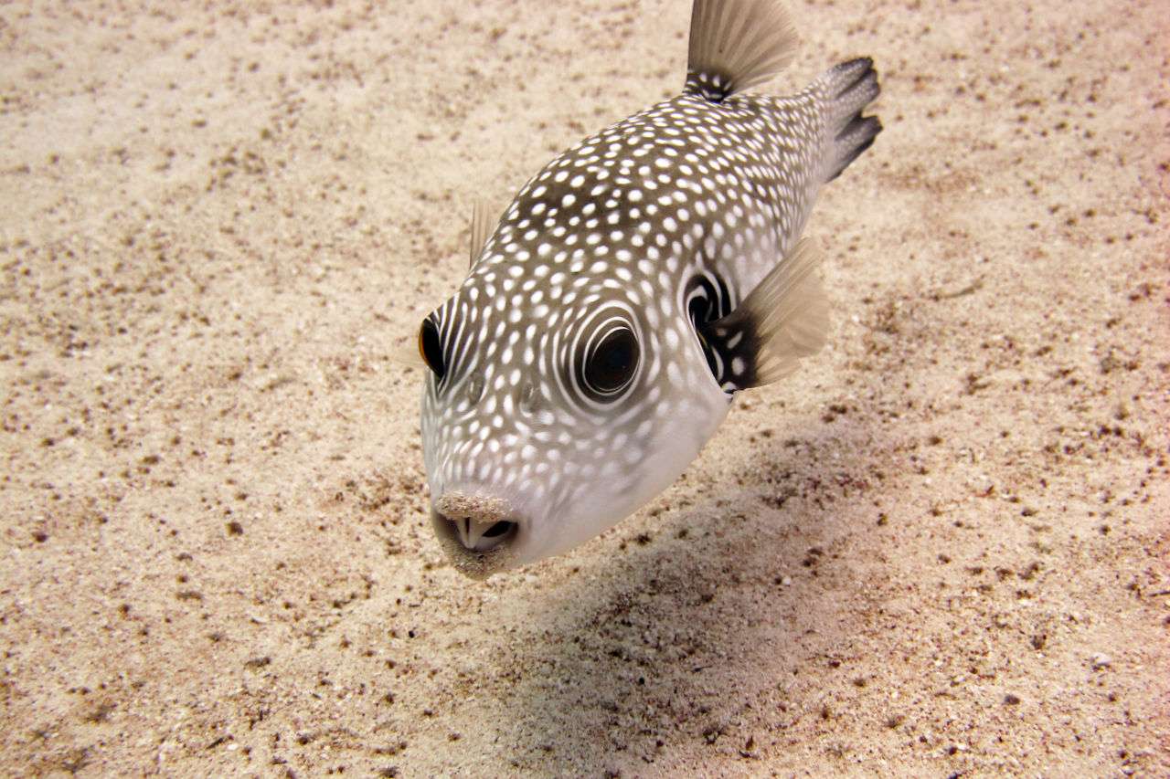 Some pufferfish create intricate sand art on the ocean floor to attract females.