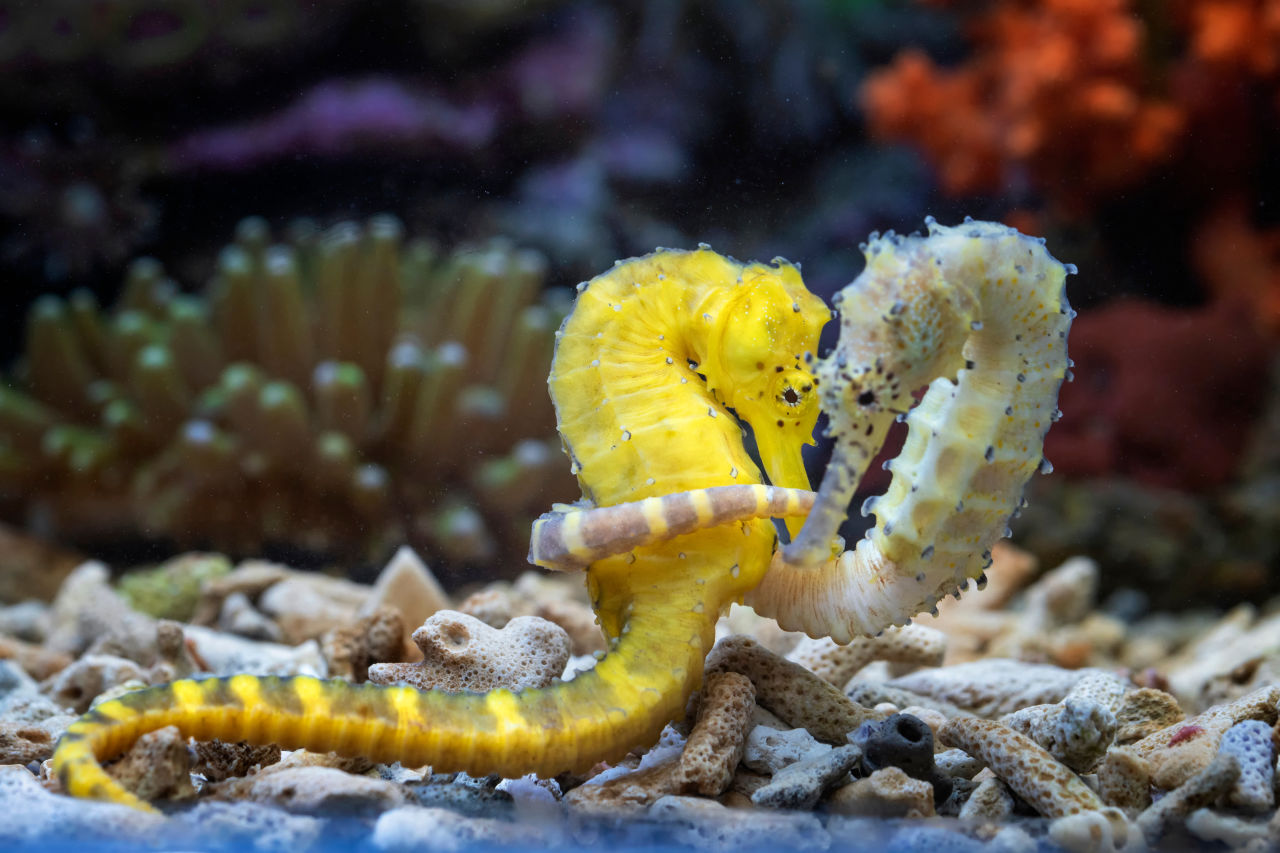 Seahorse perform a delicate dance by encircling each other.
