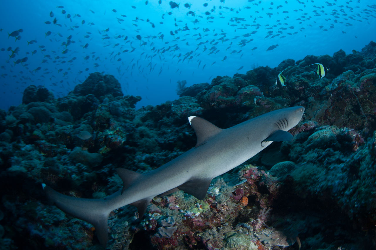 A whitetip reef shark cruises the coral reef in Palau.