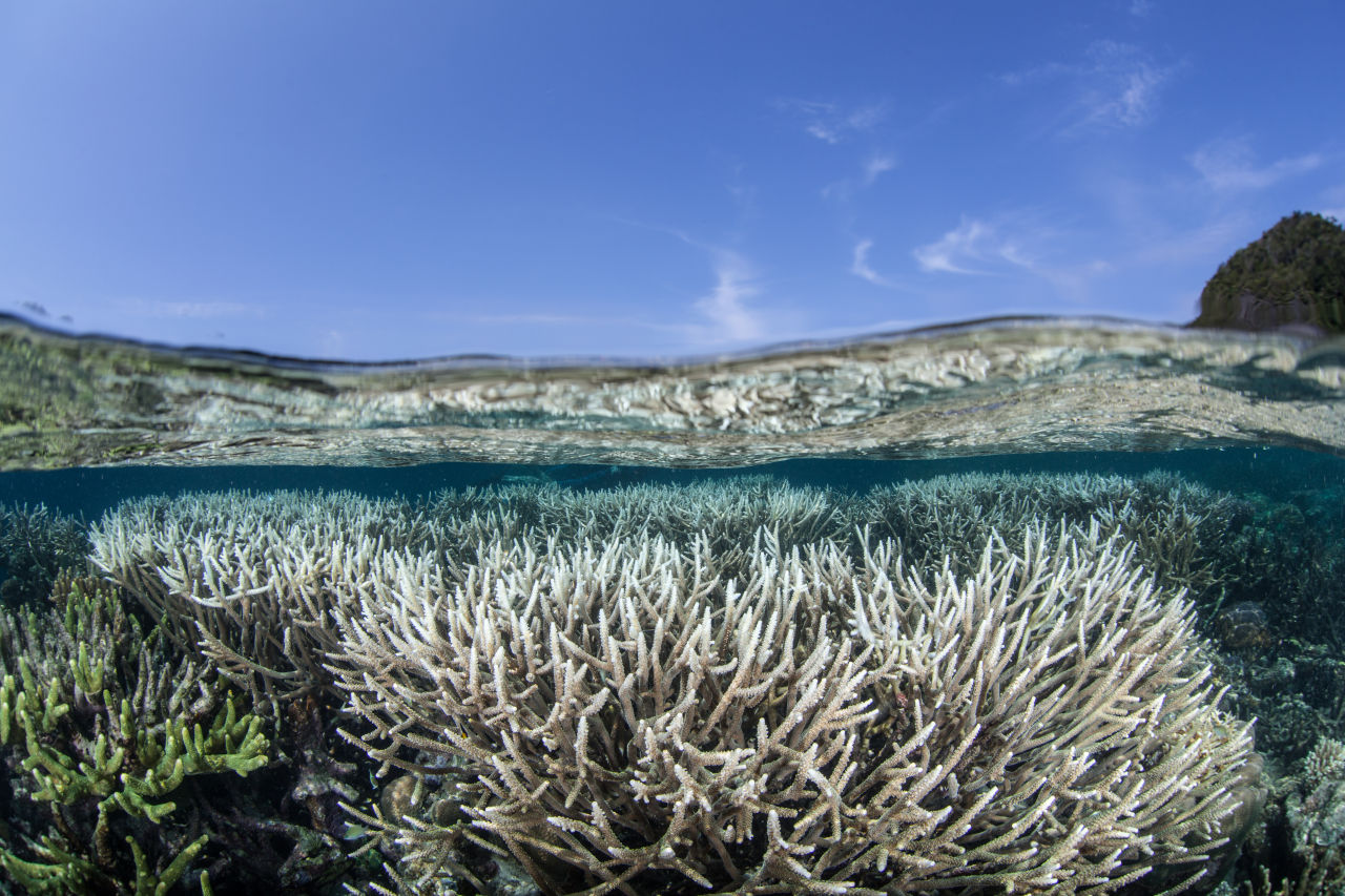 An under/over shot of bleached corals and blue sky. 
NOTE: This image was taken in Indonesia.