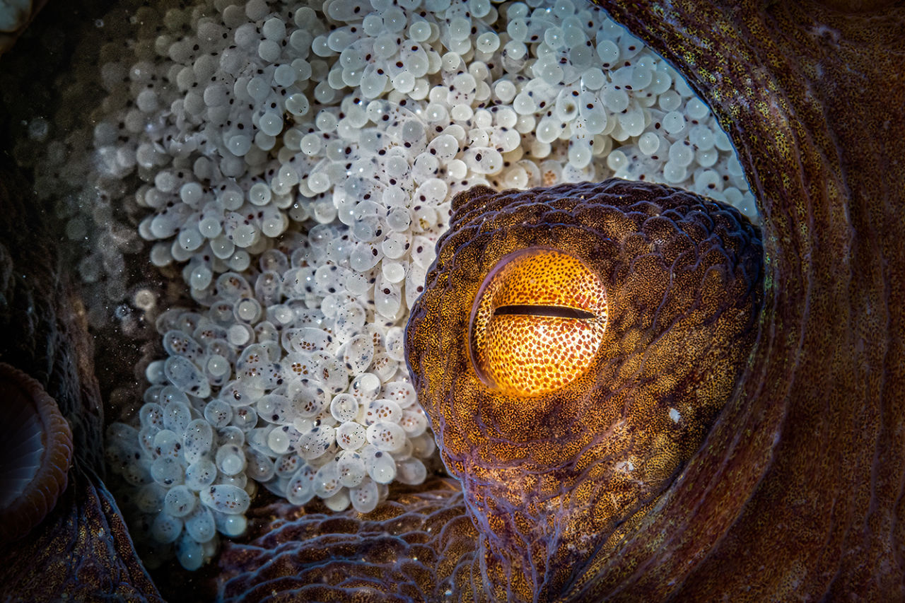 Octopus mums refrain from eating to protect their eggs.