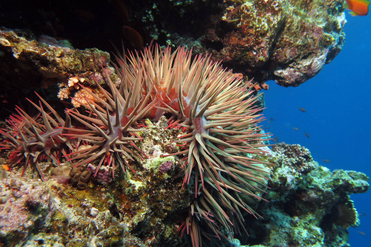 COTS outbreaks are a major threat to the reef.