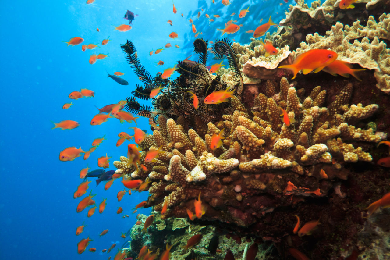 Branching corals may normally take a few years before they can begin to reproduce.