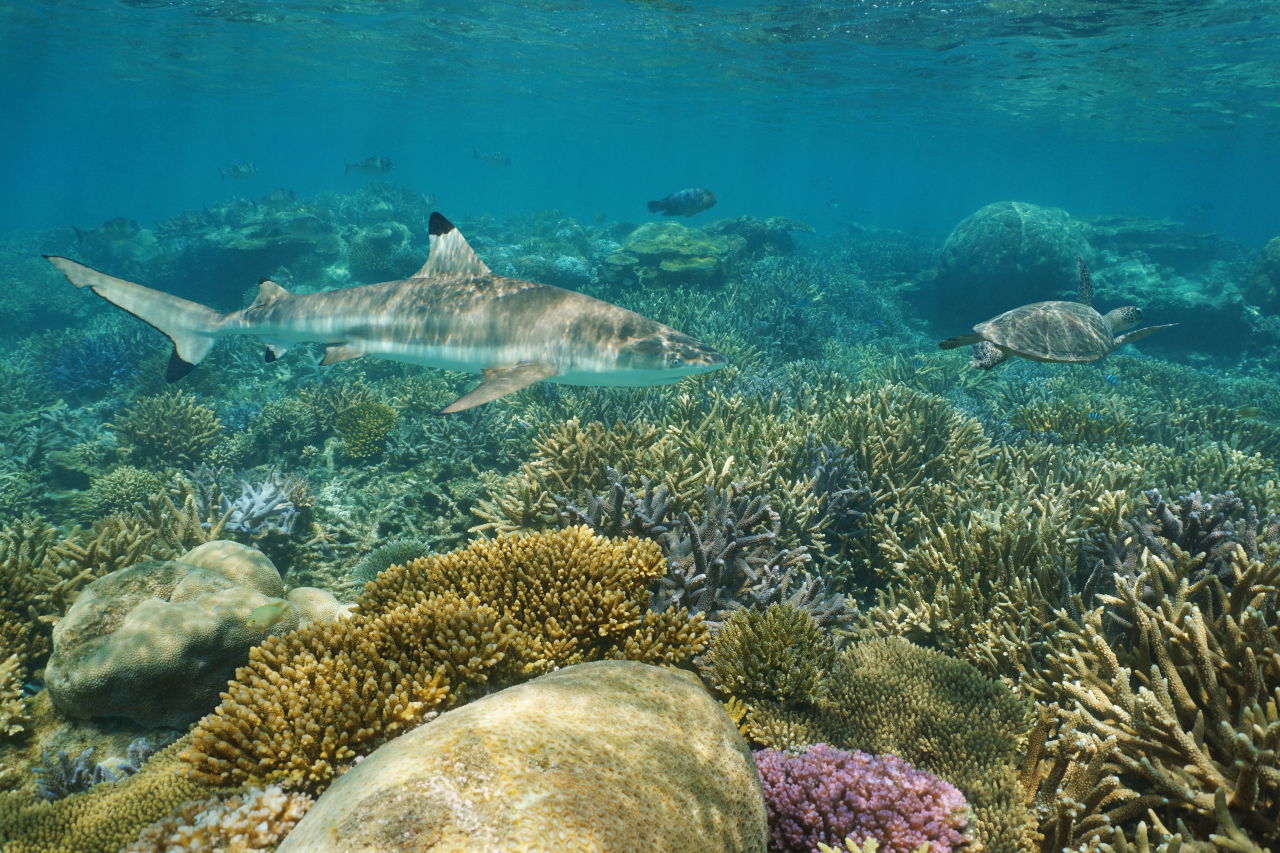 The lagoons and coral reefs boast the world’s most diverse concentration of coral species.