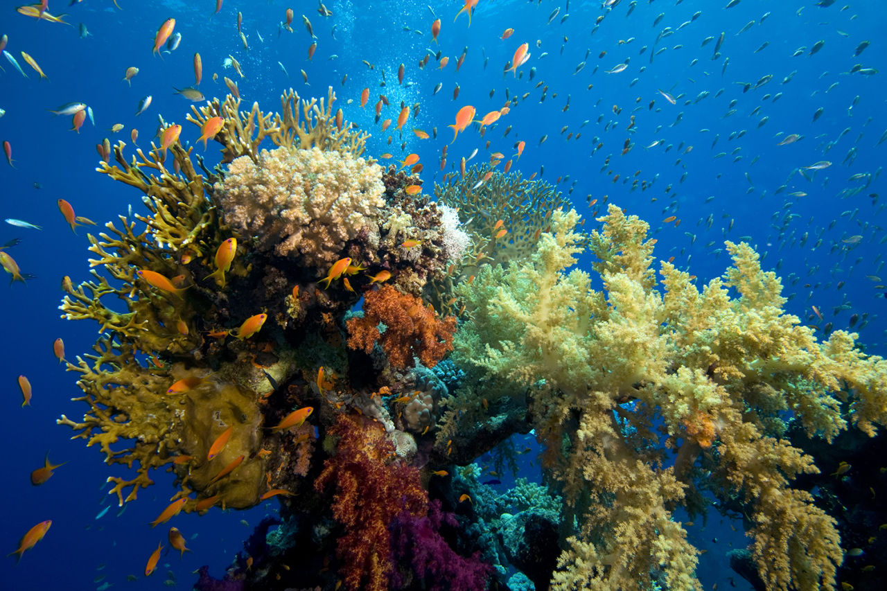 All living organisms contribute to the health and stability of the Reef.