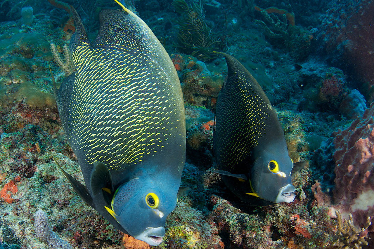 If they are ever separated, French angelfish reunite by circling each other in a behaviour called “carouseling”.