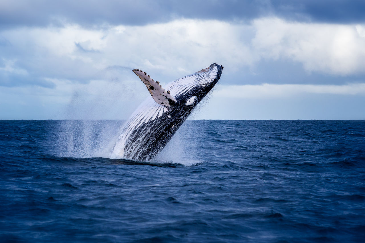 Humpback whales flirt by breaching, head lunging, fluke and fin slapping.
