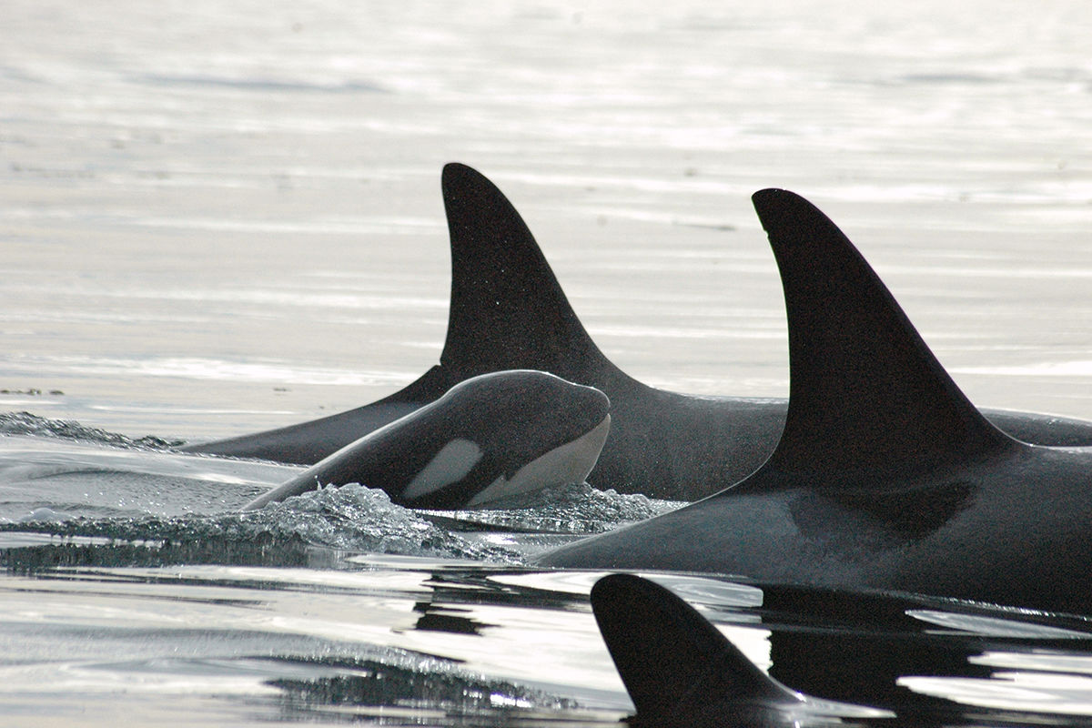 Orcas live in matriarchal societies, where older females often lead the pods.