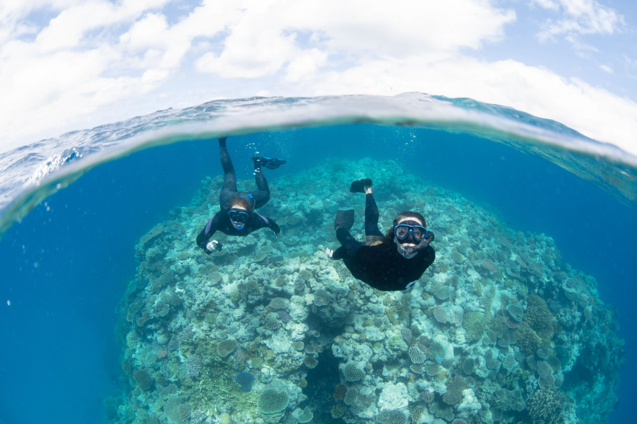 Diver Michelle Barry undertakes Great Reef Census survey. Credit: Gabriel Guzman - Underwater Images