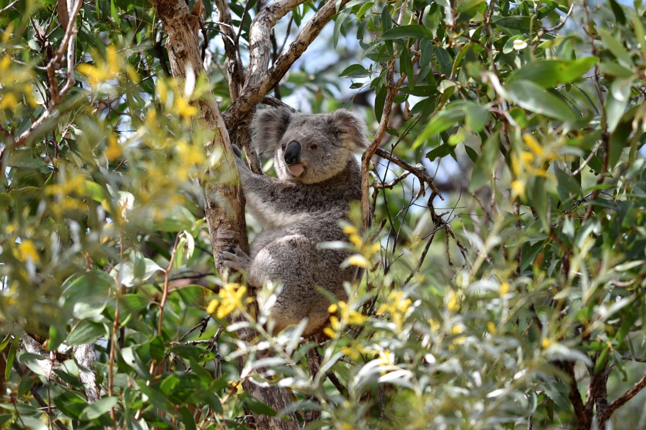The endangered koala is one of the vulnerable animals that can be found on Magnetic Island.