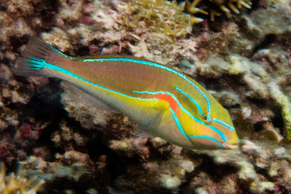 The blue lined wrasse is one of the fastest fish on the Reef. Credit Fishes of Australia