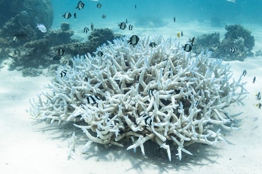 Coral bleaching on the Ningaloo Reef 2025.