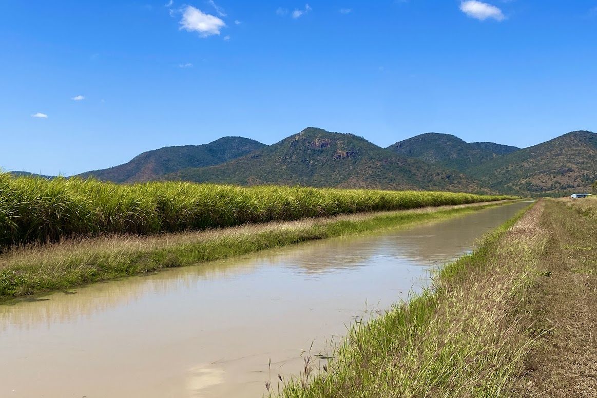 Cane fields. Credit: Carolyn Trewin