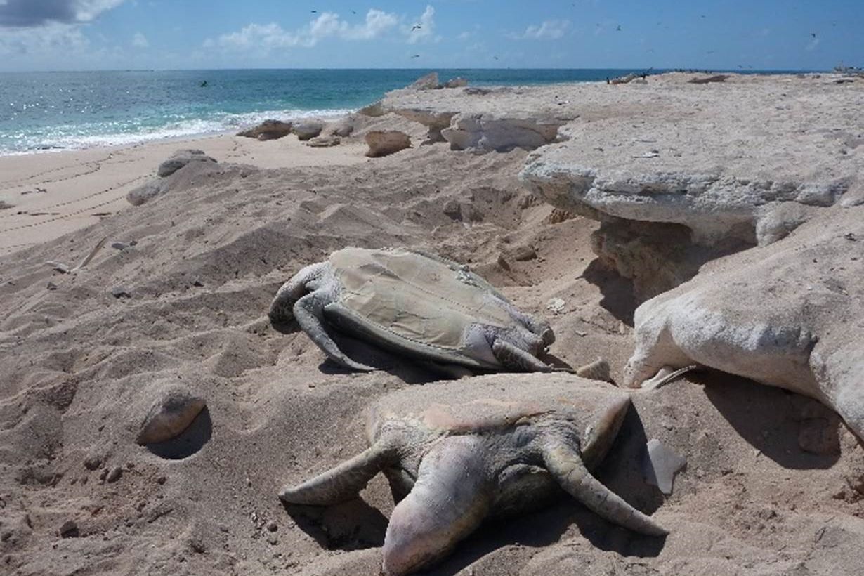 Turtles were dying from cliff falls and heat exhaustion while trying to nest. Credit: QPWS