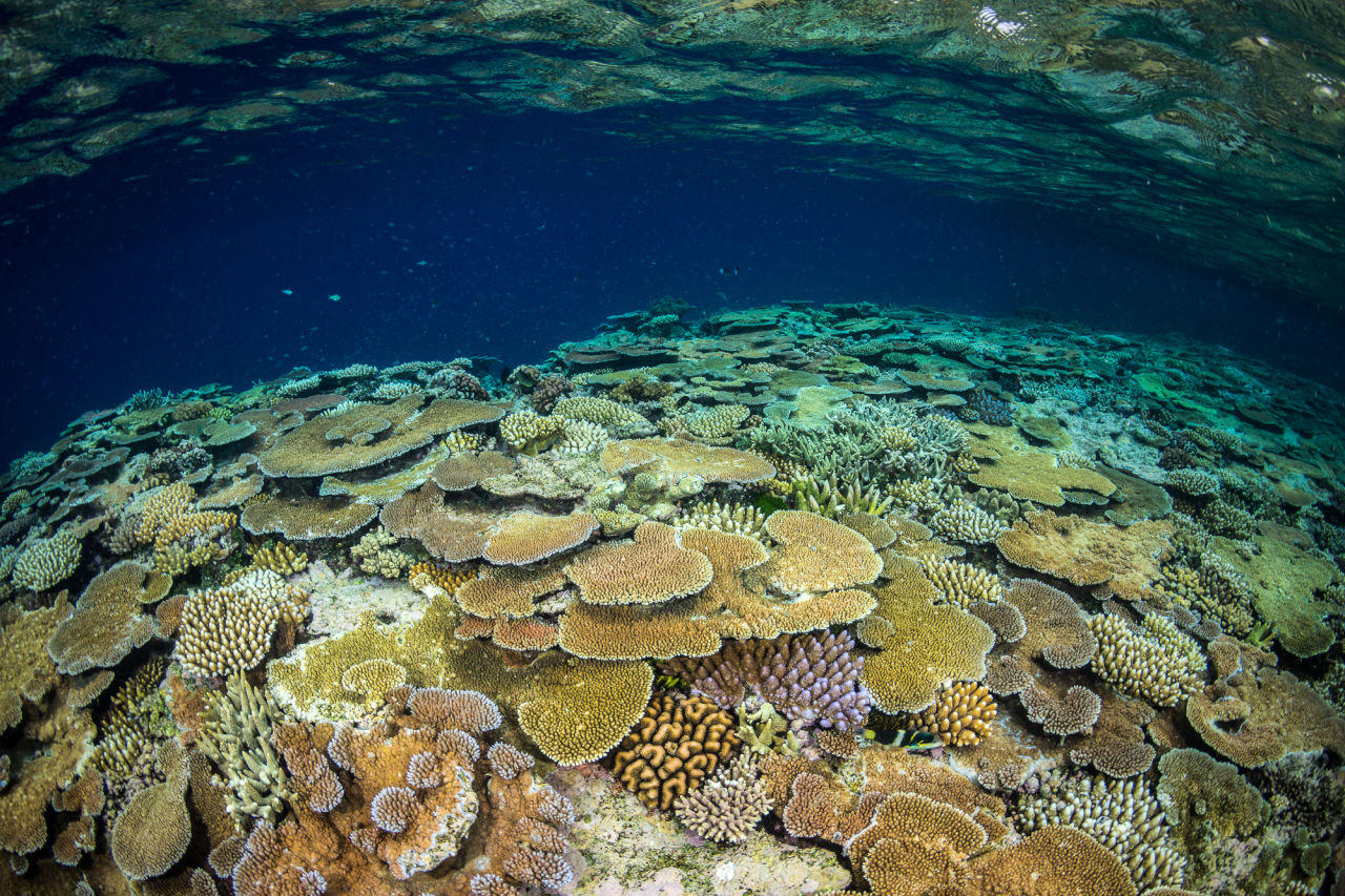 A snorkelling trip to John Brewer Reef helped to inspire Lone’s love of coral reefs. Credit: Matt Curnock, Ocean Image Bank 