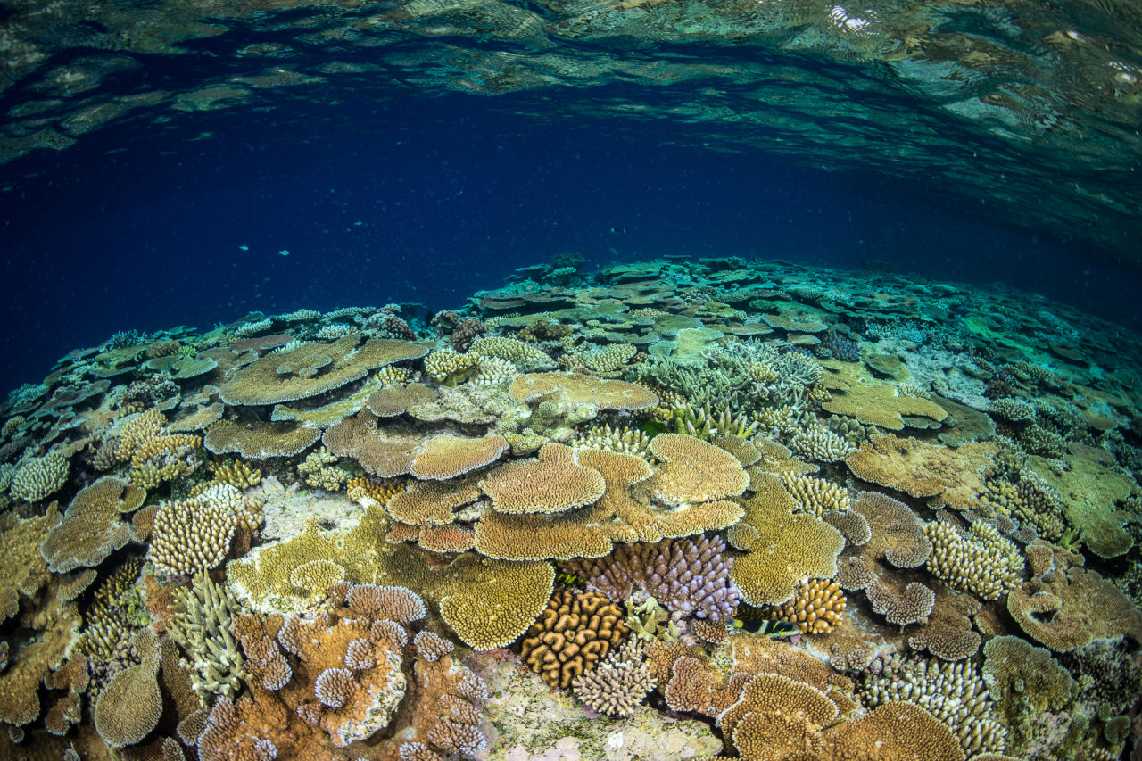 A snorkelling trip to John Brewer Reef helped to inspire Lone’s love of coral reefs. Credit: Matt Curnock, Ocean Image Bank