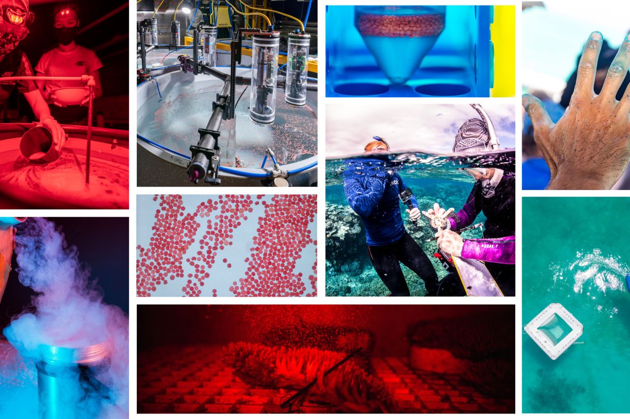 Five technologies getting the most out of coral spawning