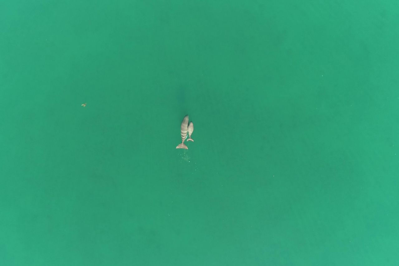 A mother dugong and her calf spotted from above. Credit: Dr Christophe Cleguer.