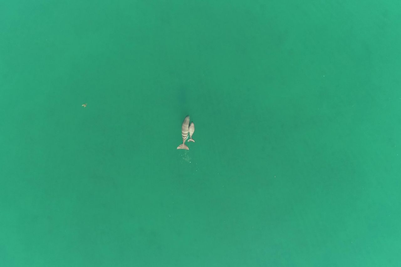 A mother dugong and her calf spotted from above. Credit: Dr Christophe Cleguer.