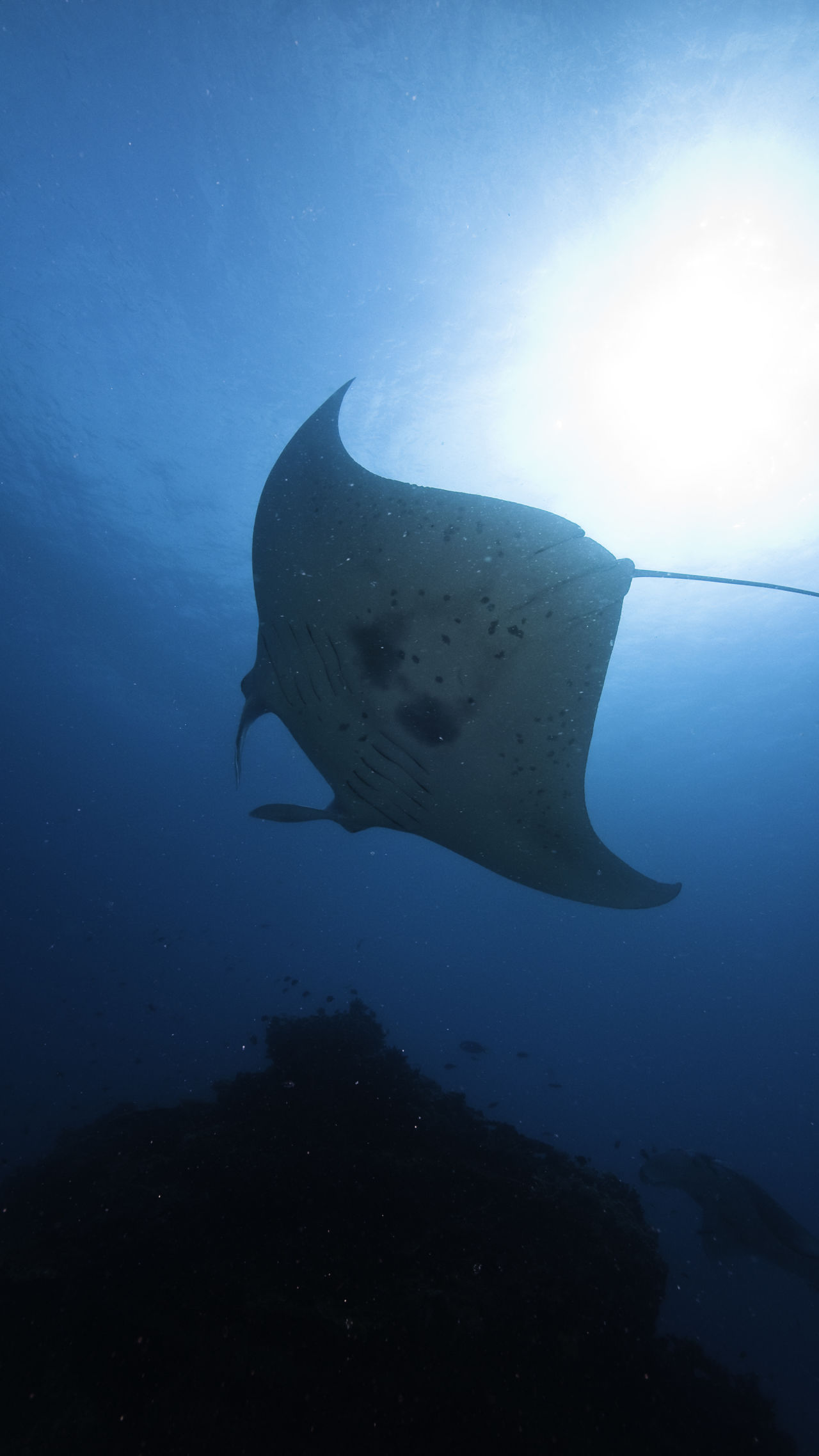 Manta Ray