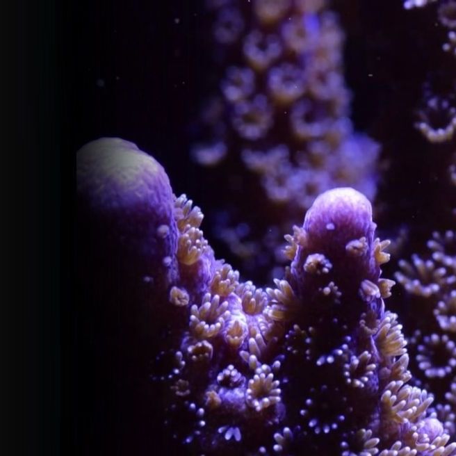 Plant a Coral