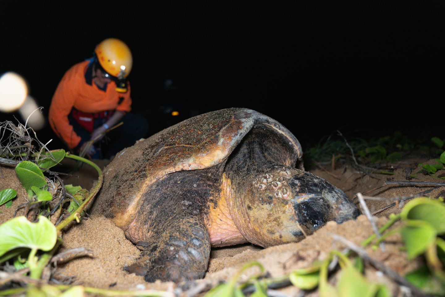 Nev and Bev collect valuable data while a loggerhead turtle is nesting. Credit: Ben and Di