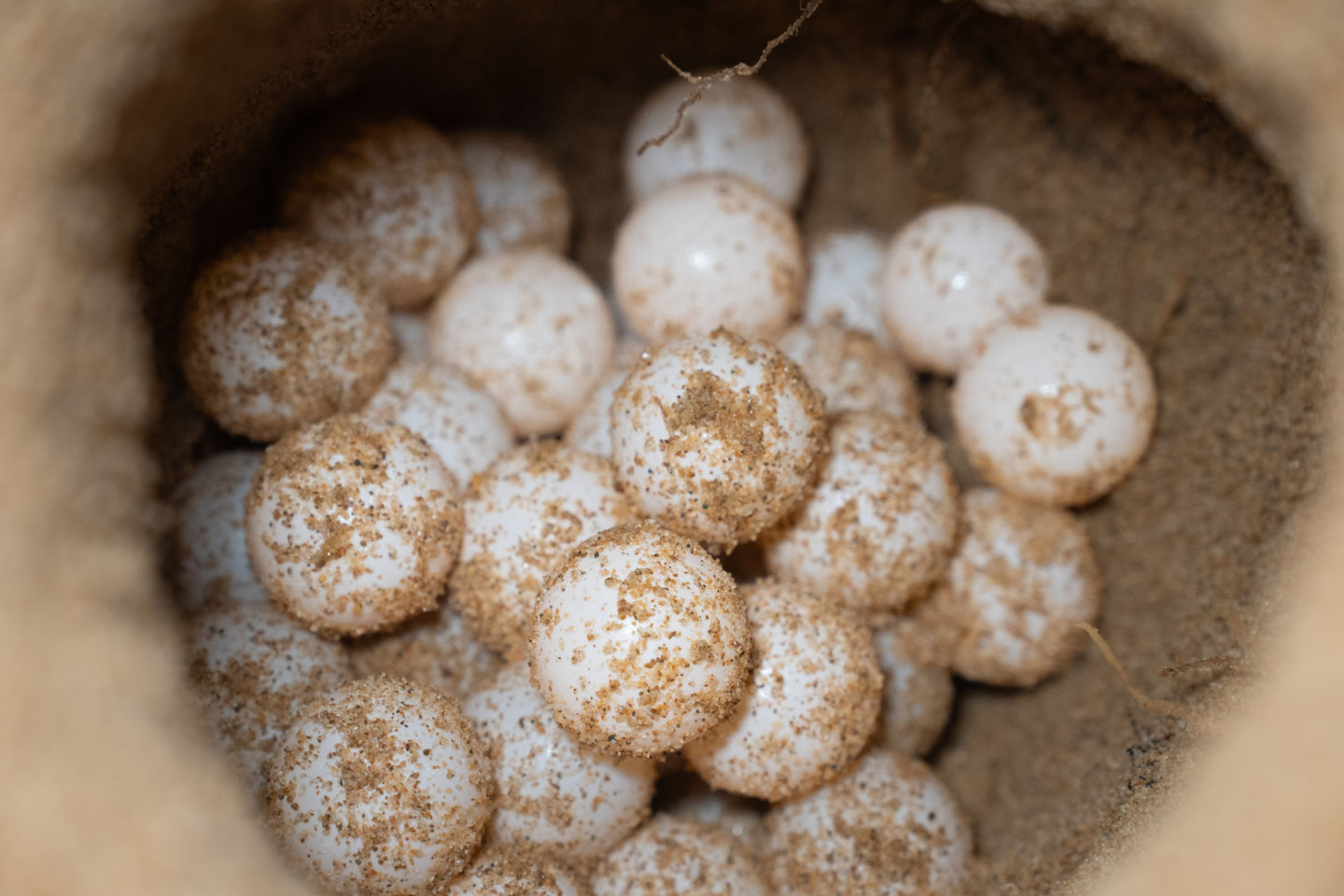 A peak inside the egg chamber. Credi: Ben and Di