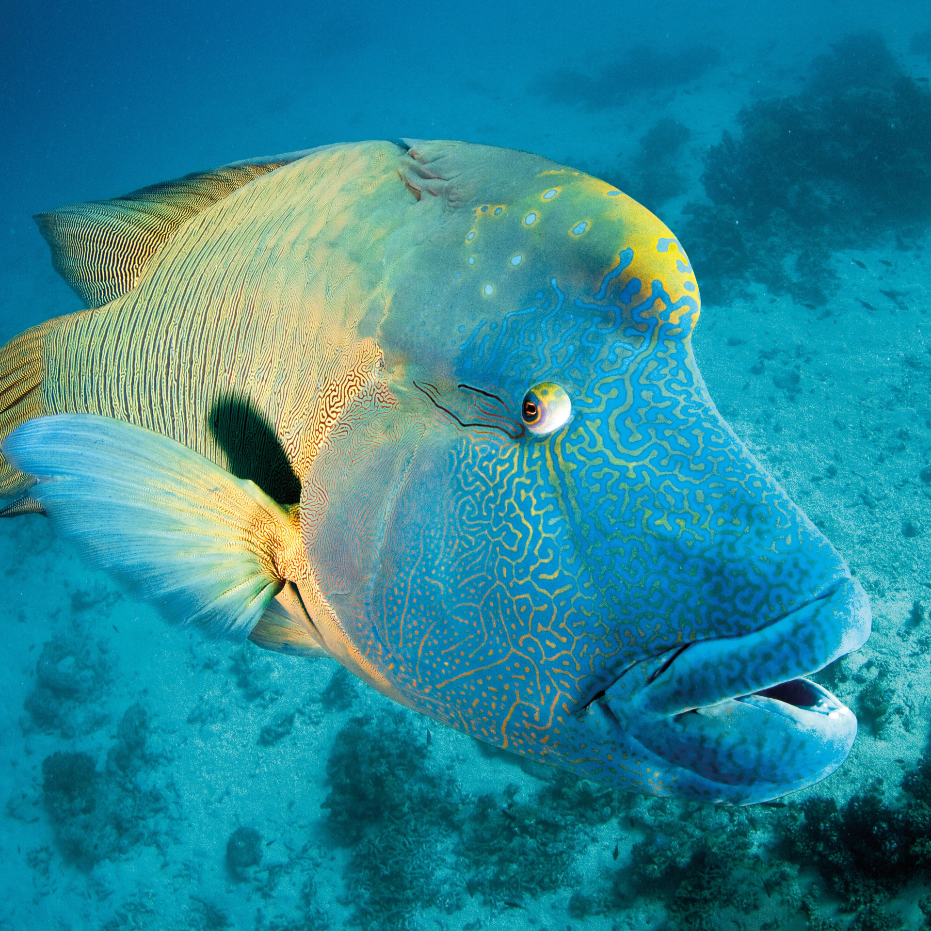 How Many Animal Species Are There In The Great Barrier Reef - Printable