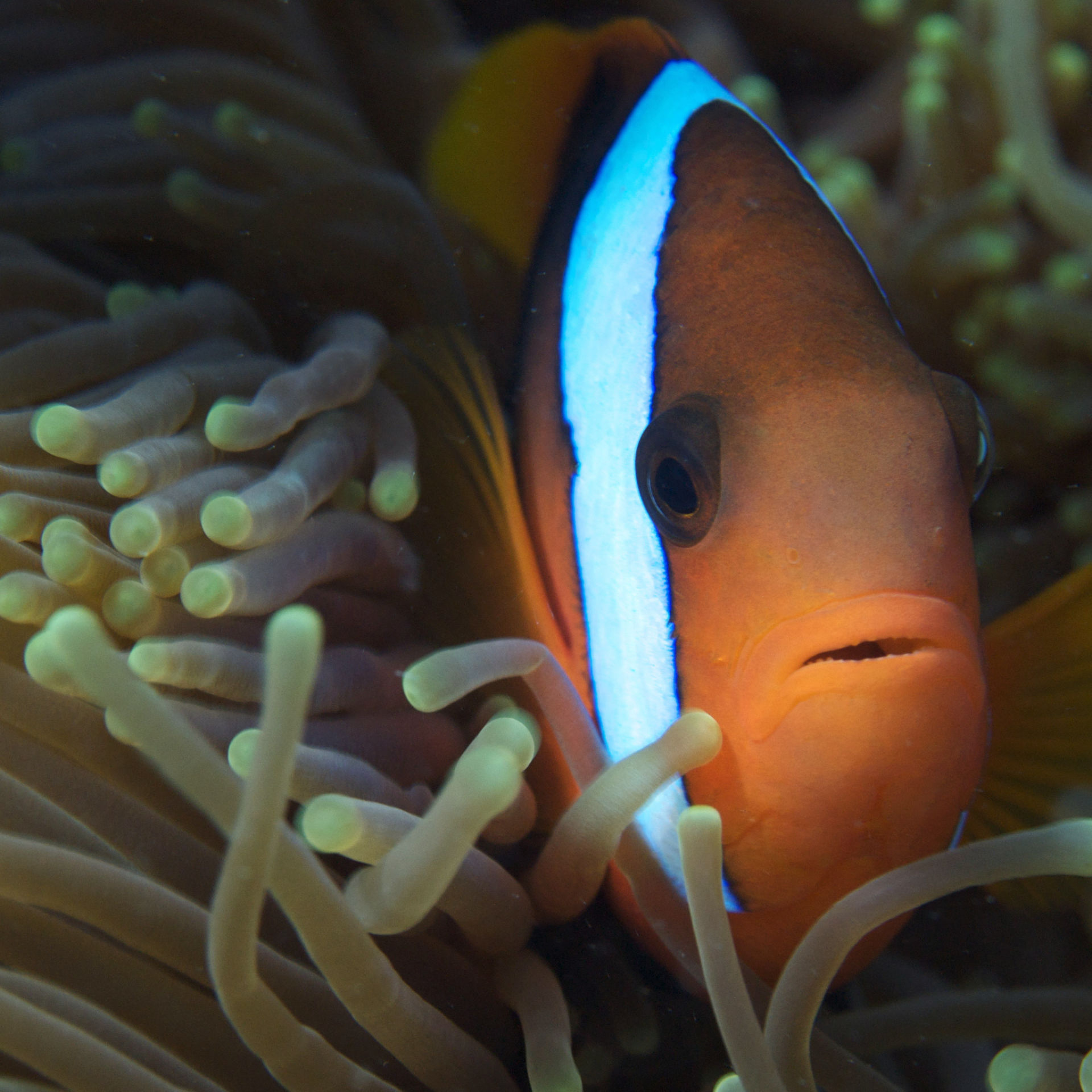 Collection 90+ Images clown fish in the great barrier reef Sharp