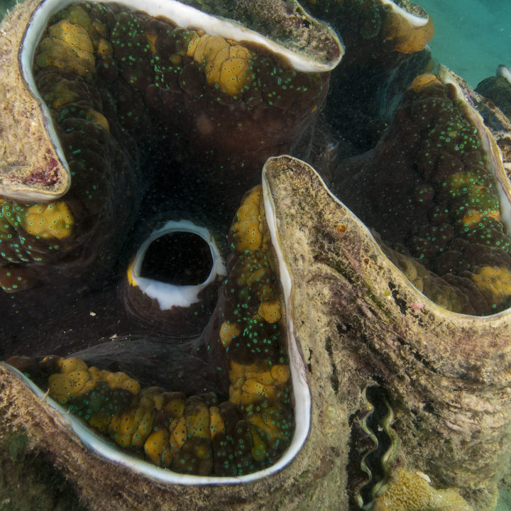 1. Giant Clam