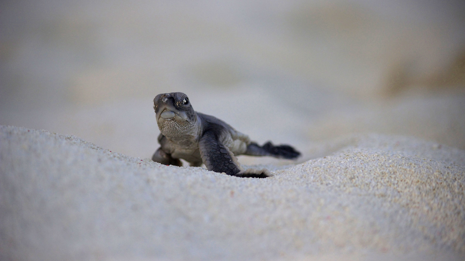 Adopt a turtle today