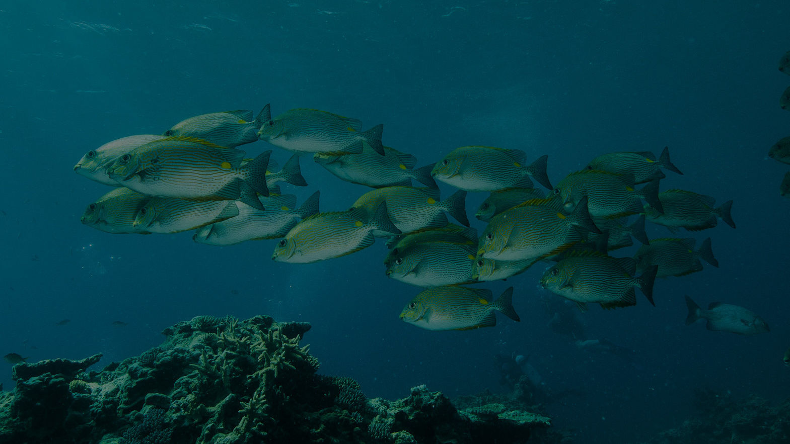 Improving the quality of water entering our Reef.