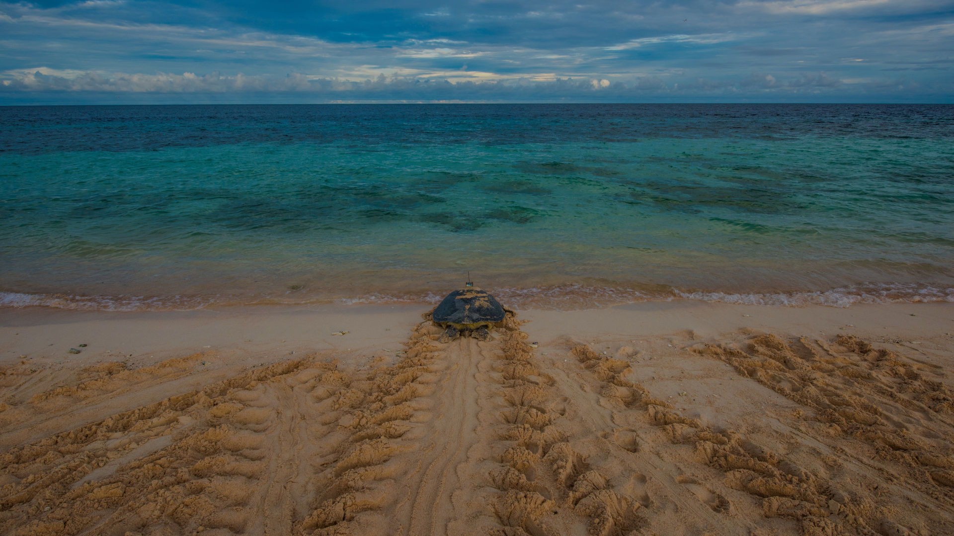 Reef Recovery 2030