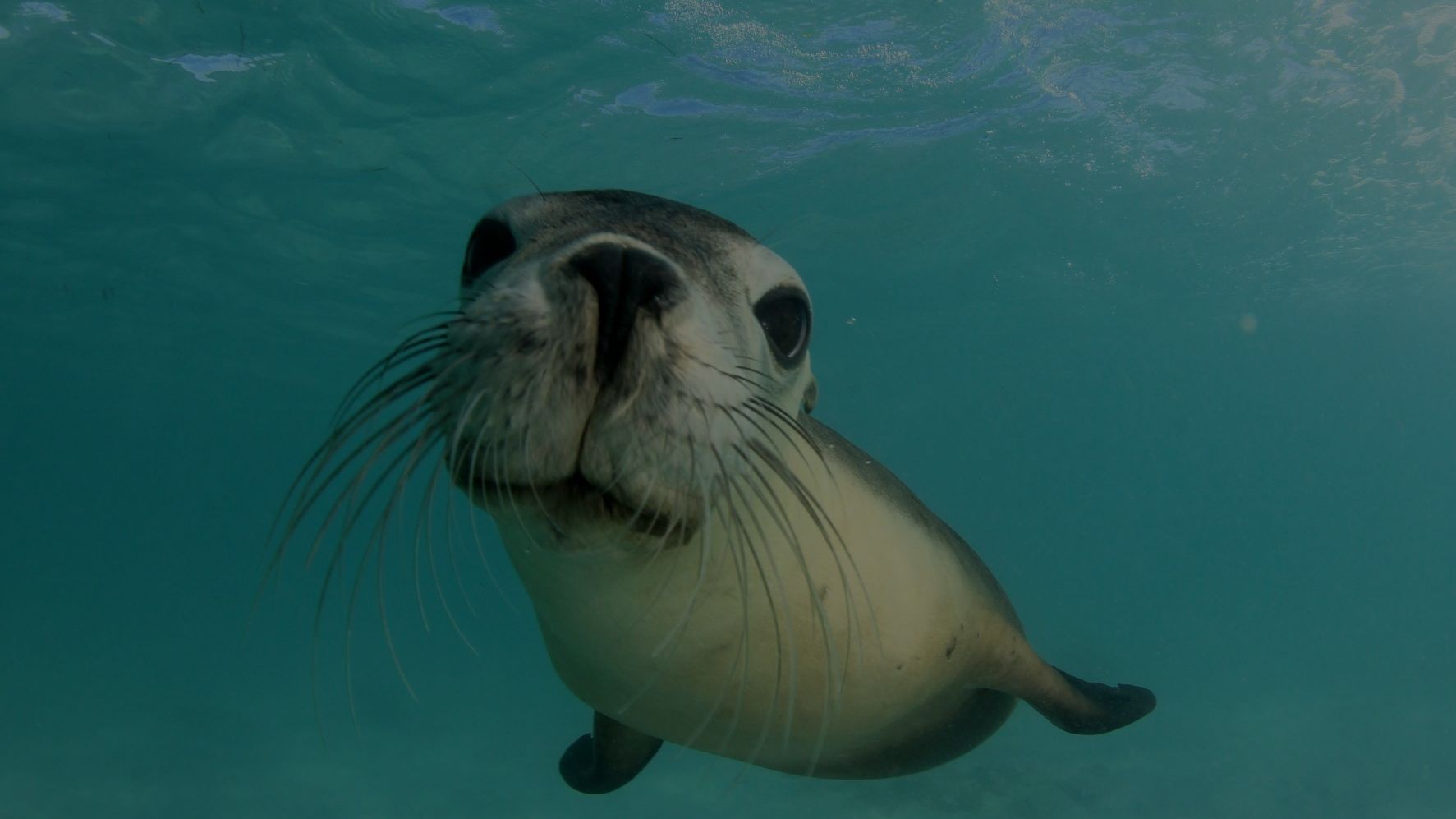 Seals - Great Barrier Reef Foundation - Great Barrier Reef Foundation