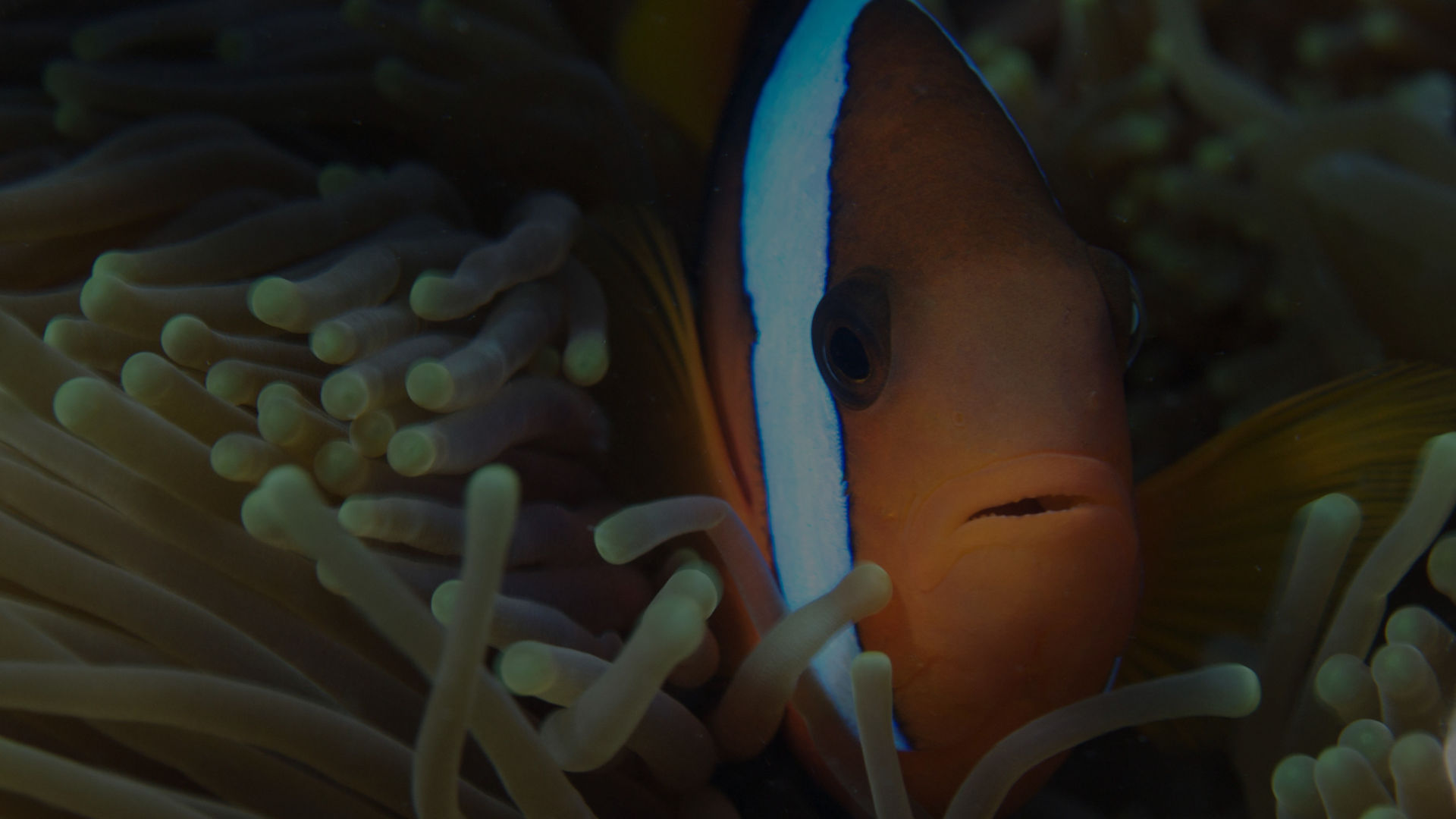 Top 122 + Sea animal and clownfish - Lifewithvernonhoward.com