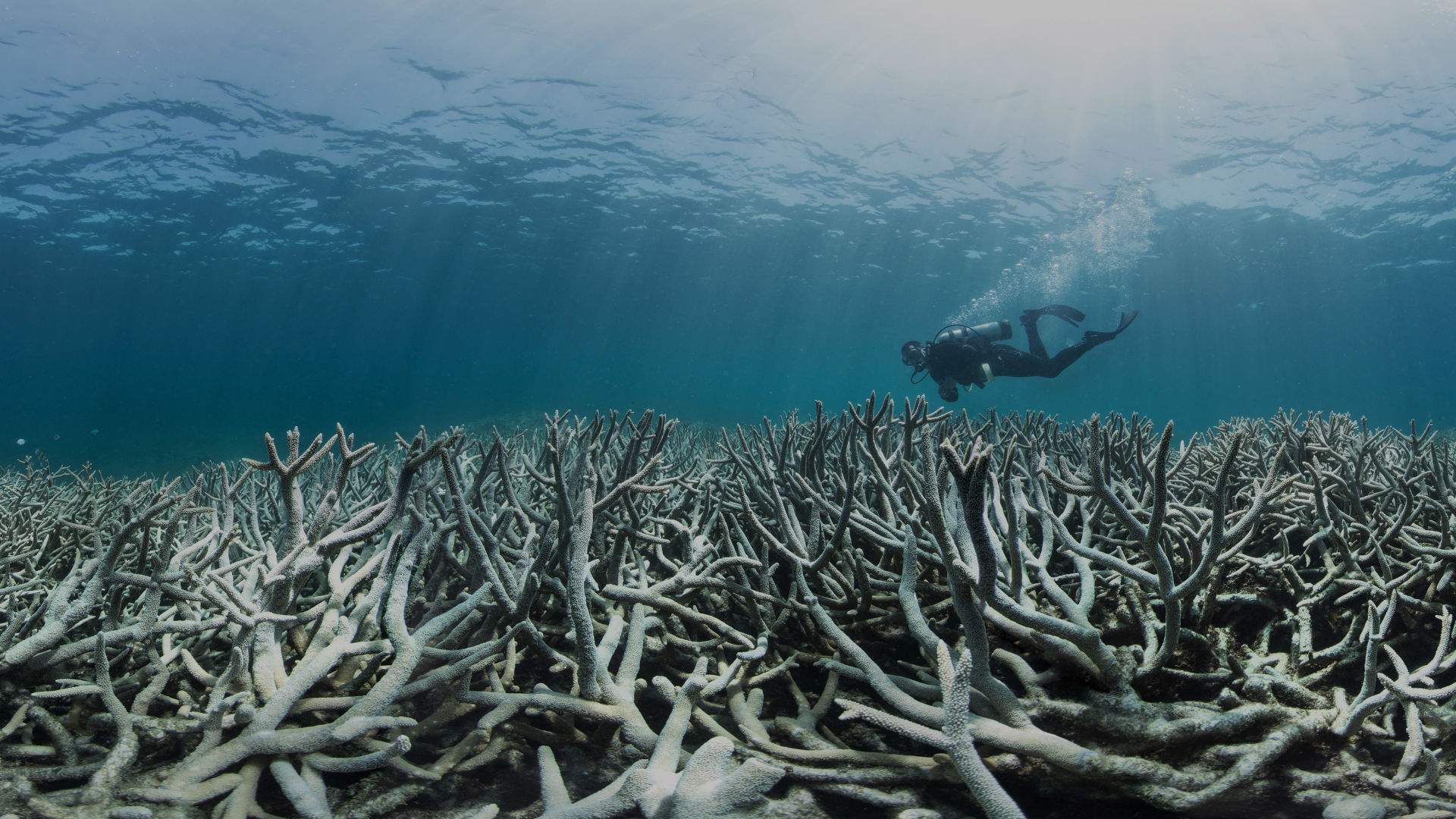 Coral bleaching at Heron Island