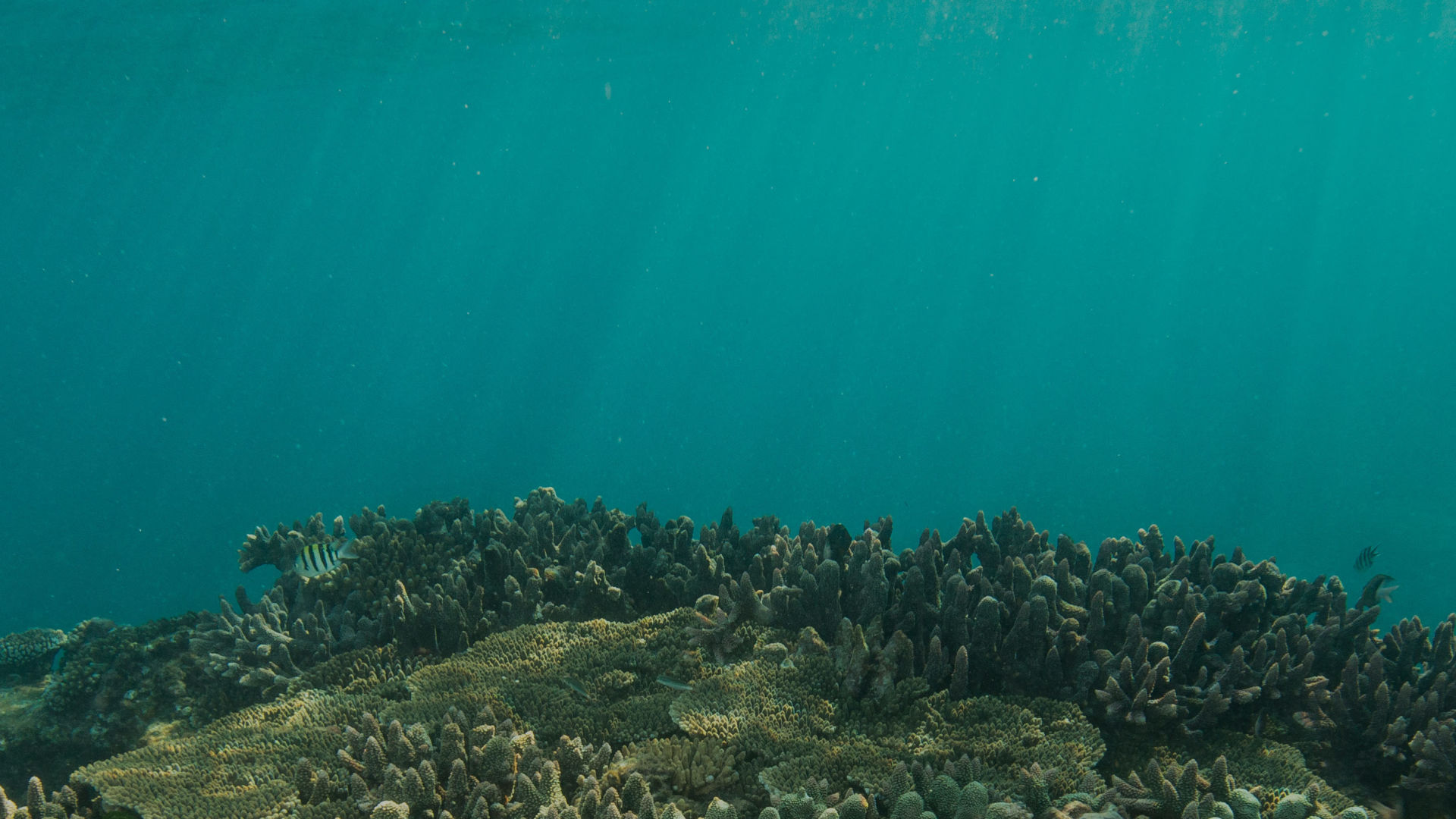 About Coral Probiotics