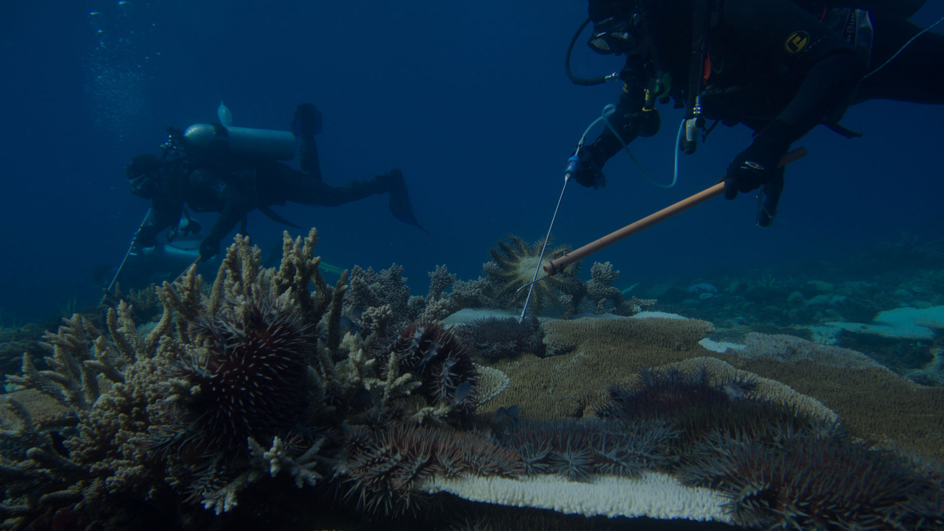 Crown-of-thorns starfish